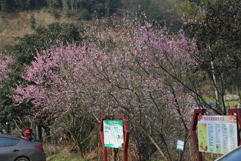 2016年春季獅子峰之旅